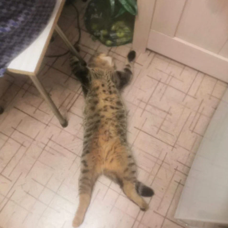 Фото В Новосибирске опубликованы кадры самых смешных котиков 5 - Сиб.ФМ Фото В Новосибирске опубликованы кадры самых смешных котиков 5